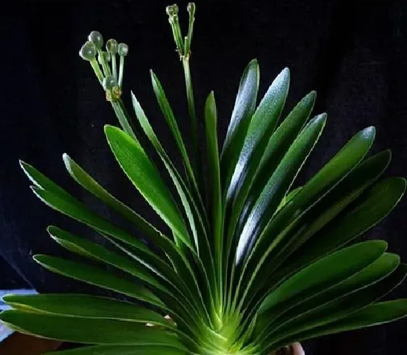 植物换土|君子兰换土时间和方法 换土后养护措施及注意事