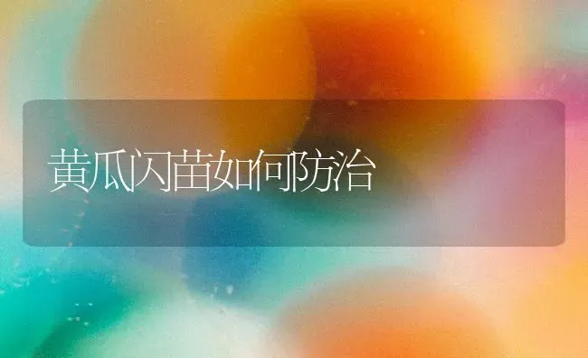 黄瓜闪苗如何防治 | 蔬菜种植