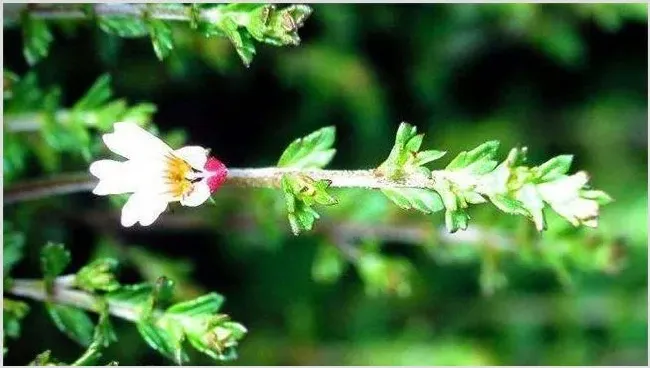 小米草的种植方法 | 养殖技术