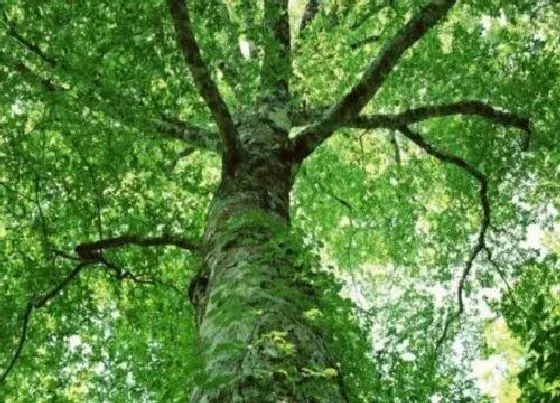 植物百科|阳春树又叫什么树