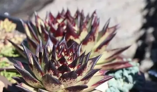 植物修剪|多肉植物花剑要剪掉吗，东云多肉长花剑要掐吗）