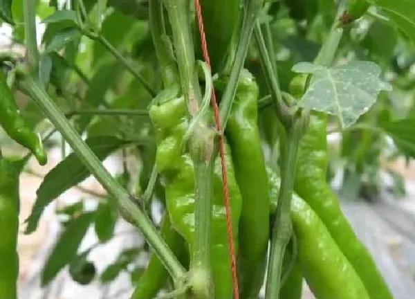 植物浇水|多菌灵可以浇辣椒吗