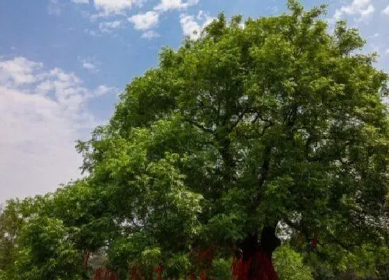 绿植|福州适合种植什么植物 适合种在福建的植物