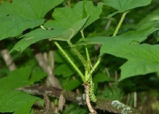 植物百科|海参有籽吗