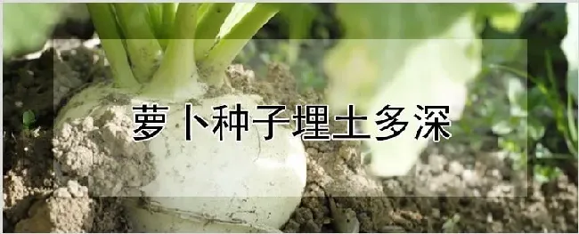 萝卜种子埋土多深 | 农业技术