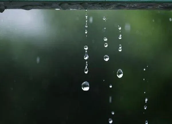 植物浇水|雨水可以浇花吗