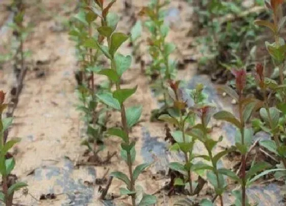 植物百科|百日红的繁殖方法