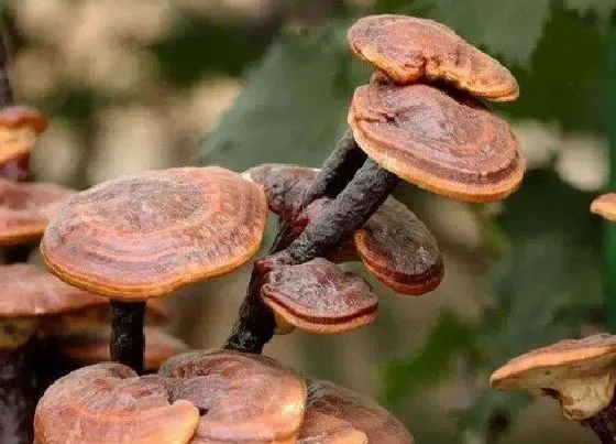 植物种类|灵芝是草本植物吗
