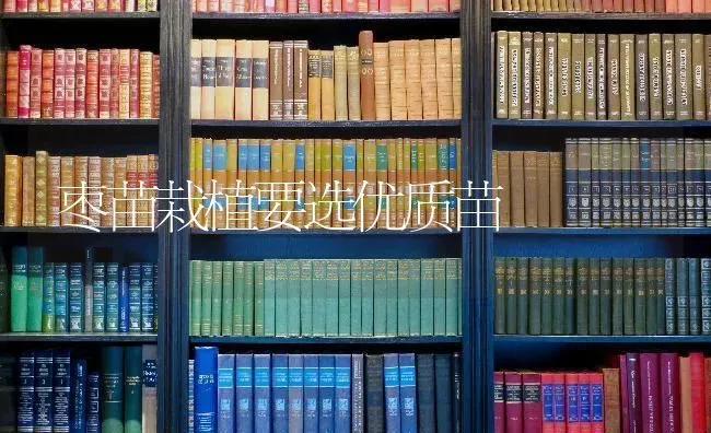 枣苗栽植要选优质苗 | 瓜果种植