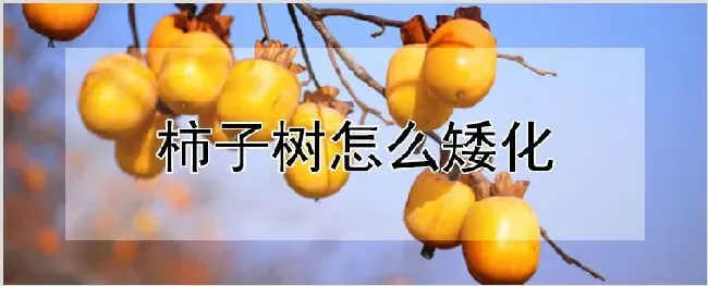 柿子树怎么矮化 | 种植技术