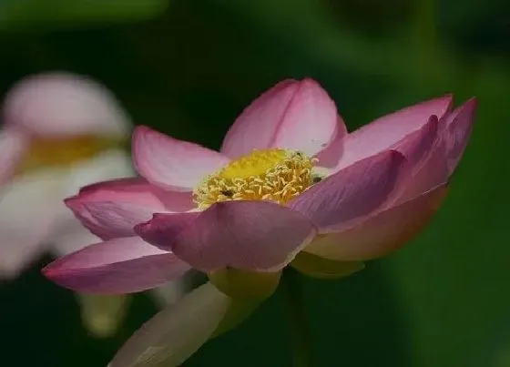 花朵|莲花有几个花瓣图片  长的什么样子