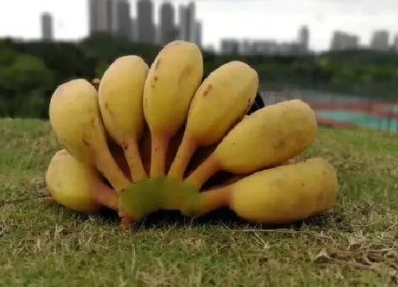 植物百科|米蕉有籽吗