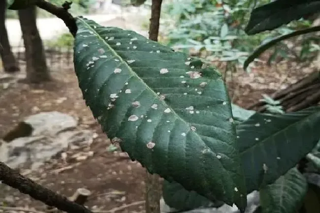 喷药|喷洒农药的正确方法（喷施农药的正确操作效果翻倍）