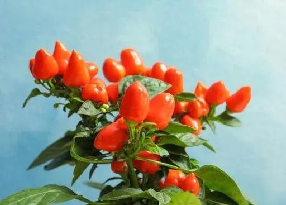 植物施肥|辣椒用什么肥料好