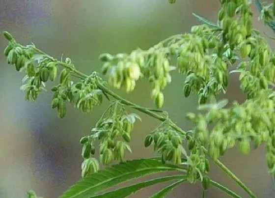 植物百科|火麻是什么植物