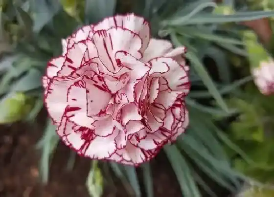 植物寓意|康乃馨的风水寓意和摆放位置