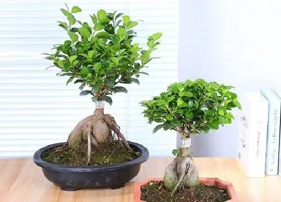 植物百科|人参榕树开花吗 开花什么样子