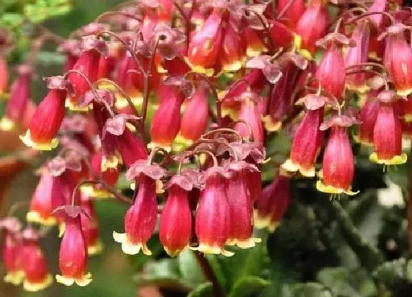 植物浇水|灯笼花几天浇一次水 春夏秋冬各不同