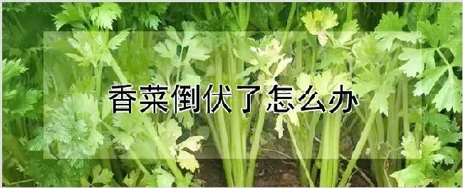 香菜倒伏了怎么办 | 自然知识