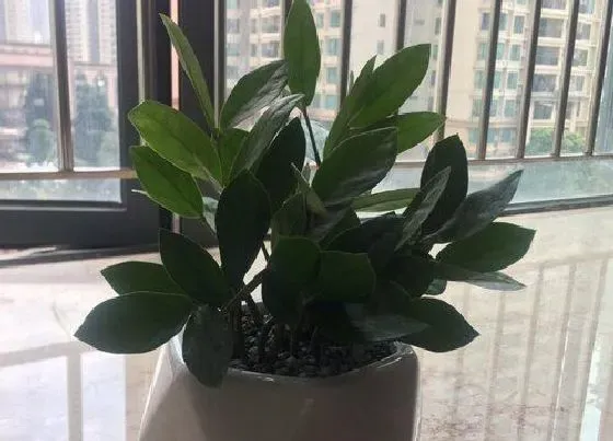 种植土壤|金钱树配土方法与种植土壤