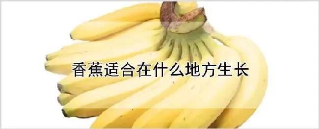 香蕉适合在什么地方生长 | 自然知识