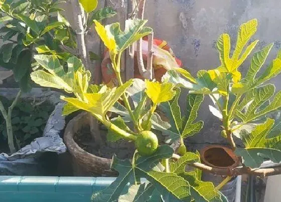 植物修剪|无花果夏天可以剪枝吗 什么时间剪最好