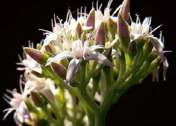 植物寓意|金钱树开花预示着什么意思