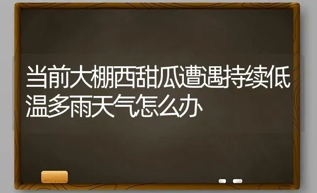 当前大棚西甜瓜遭遇持续低温多雨天气怎么办 | 瓜果种植