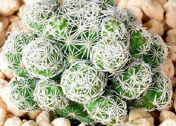 植物修剪|白鸟多肉徒长了怎么办 徒长处理方法