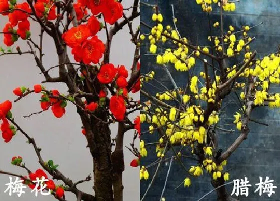 植物种类|梅花和腊梅是一种花吗