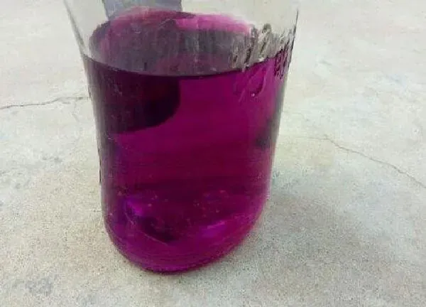 植物浇水|高锰酸钾溶液可以直接浇花吗 有什么作用