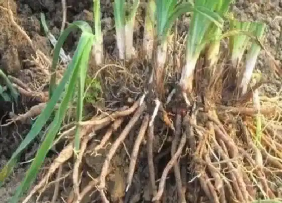 食用须知|黄花菜的根能吃吗