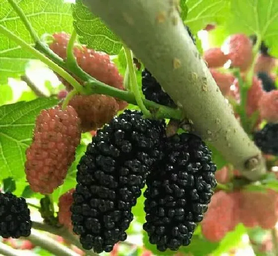 食用技巧|桑葚怎么洗才干净 正确的清洗方法