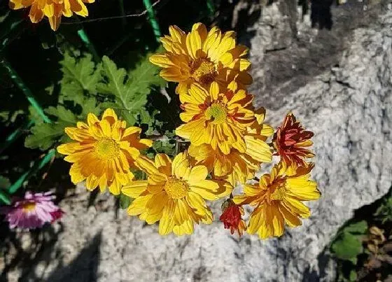 植物百科|五行属土的花卉有哪些