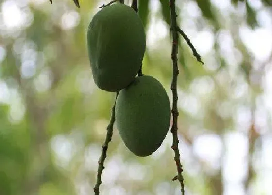 种植管理|芒果树几年结果 种多久能结果