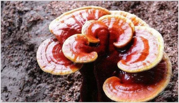 室内栽培灵芝需做好这五个养护要点 | 种植资料