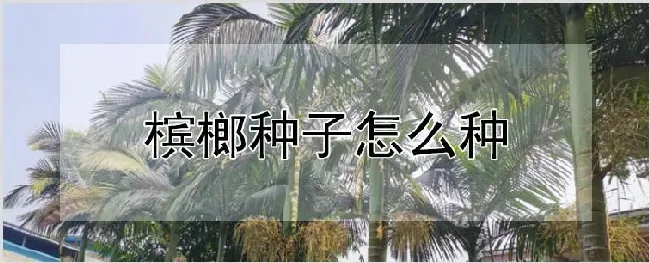 槟榔种子怎么种 | 农业科普