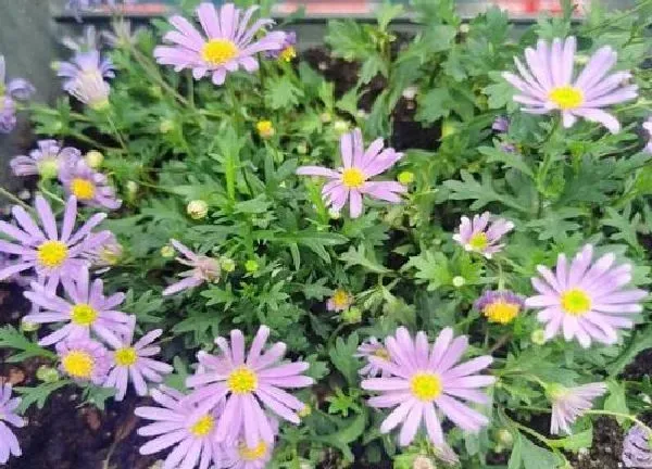 养殖科普|姬小菊喜阴还是喜阳