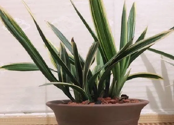 植物寓意|代表顺利的植物有哪些