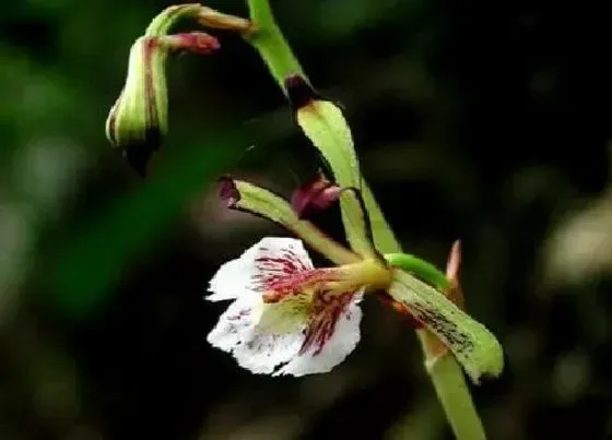 植物种类|国家保护植物兰花品种（我国野生兰花保护植物名录）