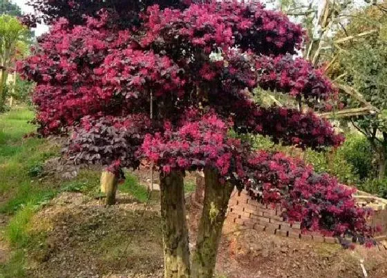 植物百科|红积木树值钱吗 市场价格