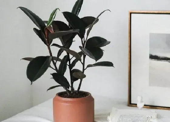 种植管理|植物摘心打顶时间与方法