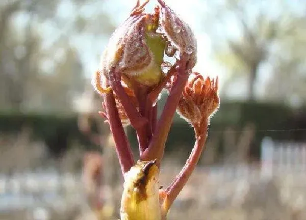 植物发芽|牡丹花什么时候发芽长叶