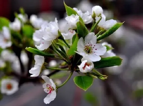 果实科普|梨树几月开花结果 什么时候开花结果