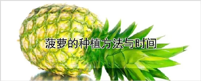 菠萝的种植方法与时间 | 养殖技术