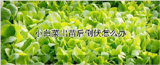 小白菜出苗后倒伏怎么办 | 养殖技术