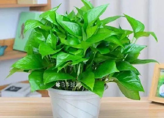 植物寓意|表示善良的花 花语是代表善良的花