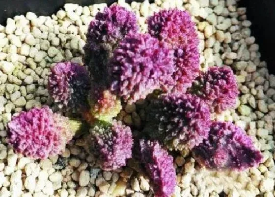 种植土壤|大疣朱紫玉配土方法与种植土壤