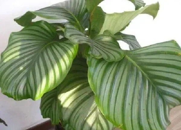 植物浇水|青苹果多久浇一次水