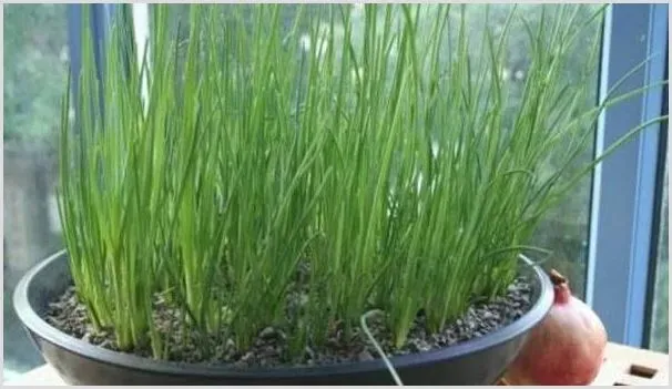家庭盆栽小香葱的种植方法 | 农业技术